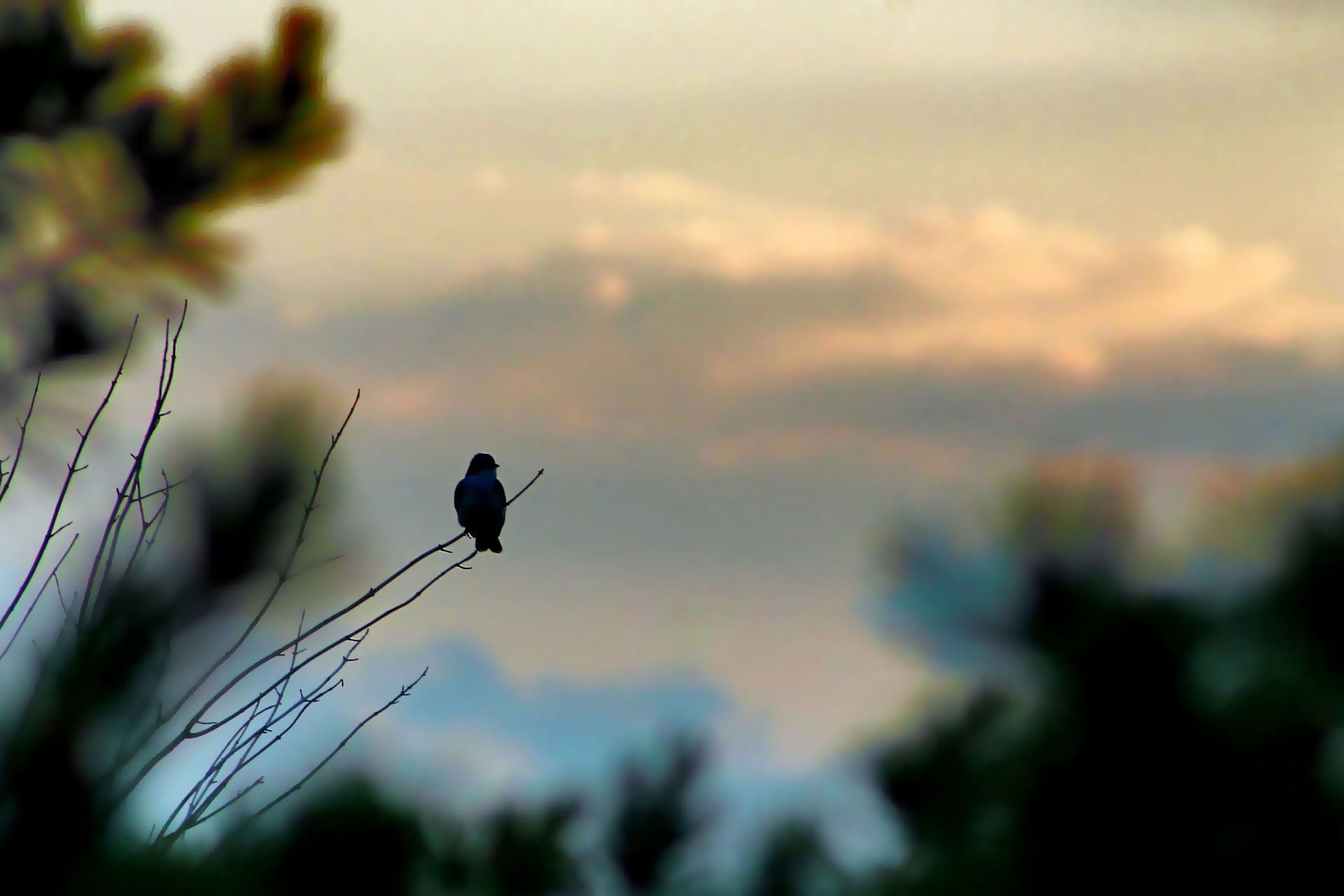 bird on a branch at sunset