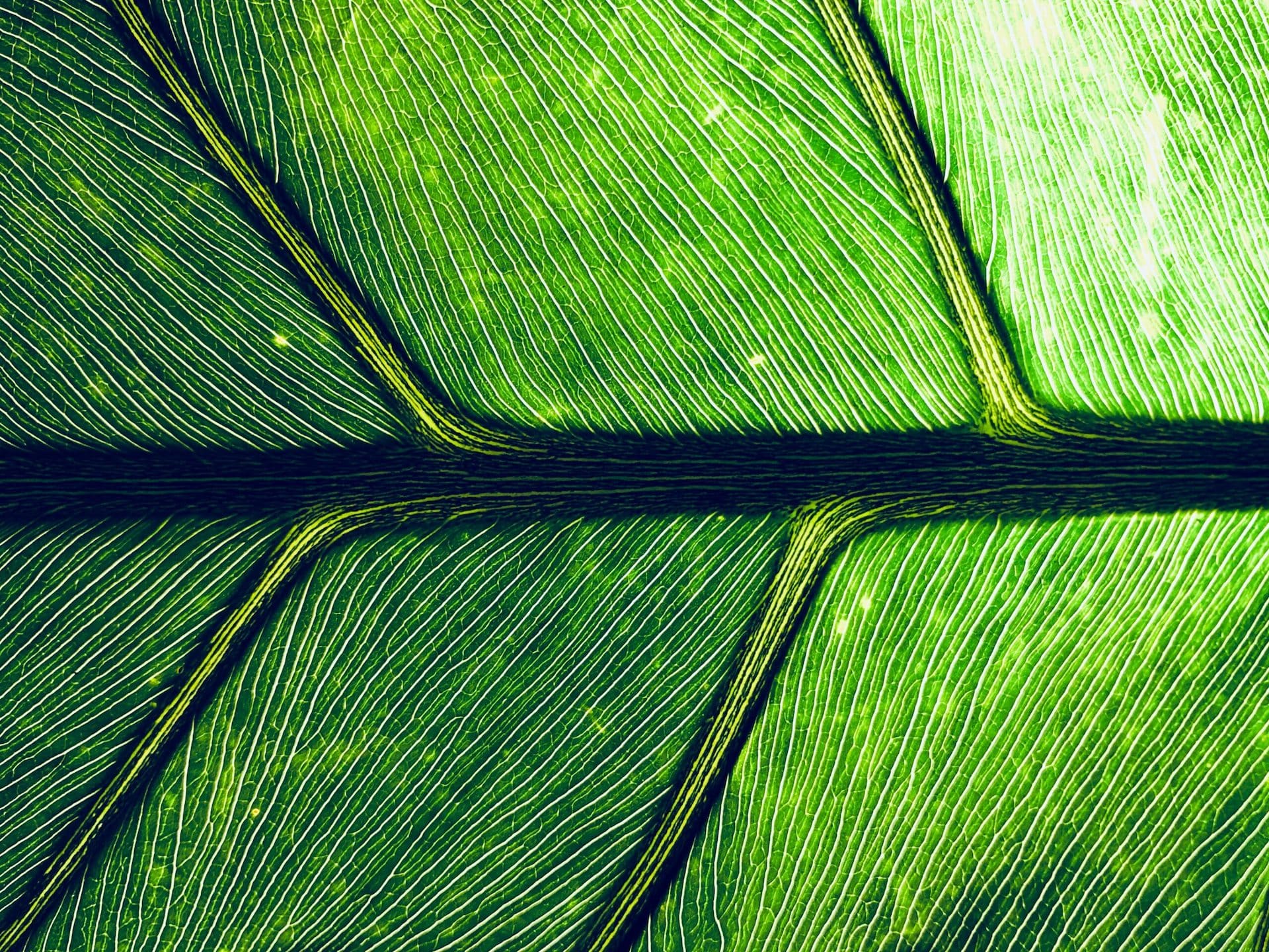 macro photo of a leaf