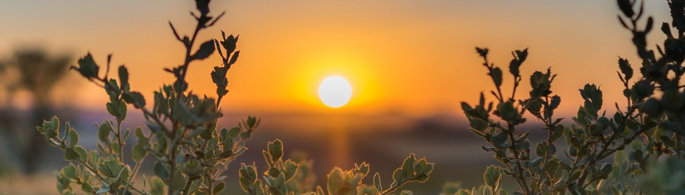 sunrise in field